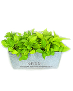 �s��:GE003849  - ������