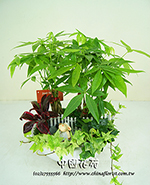編號:GE003851 - 發財樹