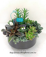 �s��:GE003855 - �h�״Ӫ��֮�