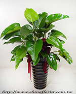 �s��:GE003862 - ���p