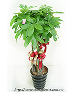 �s��:GE003863 - �o�]��