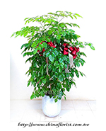 �s��:GE003864 - �����𸨦a��