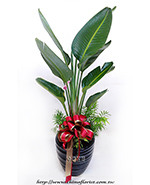 �s��:GE003865 - �Ѱ�