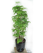 �s��:GE003866 - �I�Q��