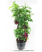 �s��:GE003874 - �����𸨦a��