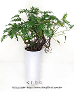 �s��:GE003885 - �p�Ѩ�