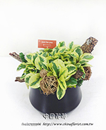 編號:GE003888 - 椒草