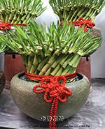 �s��:GE003889 - �}�B��