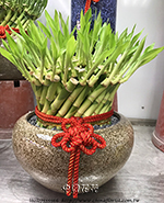 �s��:GE003890 - �}�B��