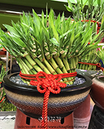 �s��:GE003892 - �}�B��