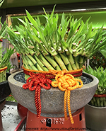 �s��:GE003893 - �}�B��