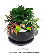 �s��:GE003906 - ���iù�զX�֮�