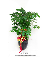 �s��:GE003909 - �n�}��