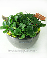 �s��:GE003910 - �ԯ�