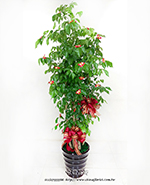 �s��:GE003926 - ������