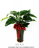 �s��:GE003966 - ���p