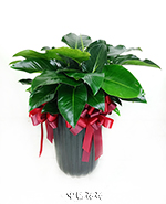 �s��:GE003946  -  ���p