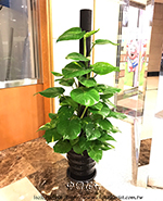 �s��:GE003951 - ������ 