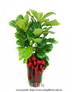 �s��:GE003953 - �^���_