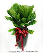 �s��:GE003954 - �긭�Z�����a��