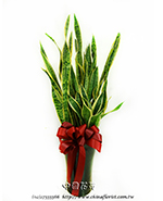 �s��:GE003955 - �����