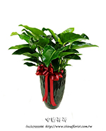 �s��:GE003957 - ���p