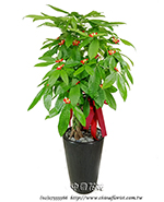 �s��:GE003958 - �o�]��