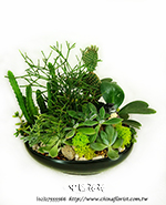編號:GE003961 - 多肉植物盆栽