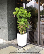 編號:GE003965 - 富貴樹