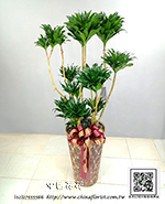 �s��:GE003971 - ���a��-���iù