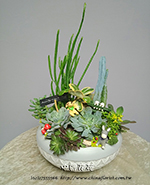 編號:GE003973 - 多肉植物