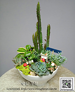 編號:GE003982 - 多肉植物
