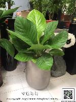 �s��:GE003985 - �I�Q����