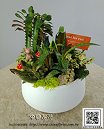 編號:GE003986 - 多肉植物