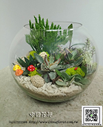 編號:GE003987 - 多肉植物