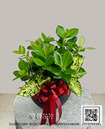 編號:GE003989 - 聚寶樹_桌上型組合盆栽