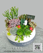 編號:GE003992 - 多肉植物