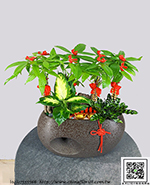 編號:GE003996 - 發財樹組合盆栽