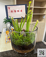 編號:GE004000 - 玻璃花器生態瓶子草