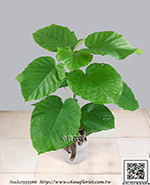 編號:GE004002 - 愛心榕