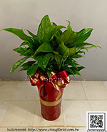 編號:GE004021 - 白鶴芋
