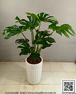 �s��:GE004023 - �t�I��