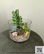 編號:GE004027 - 多肉植物組合盆景