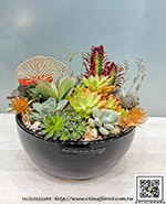 編號:GE004034 - 多肉植物盆栽