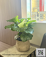 編號:GE004038 - 蘋果竹芋