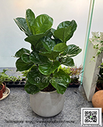 編號: GE004040 - 琴葉榕/清水磨石花器