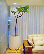 �s��:GE00351_�ѥ]�� - �ѥ]��