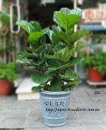 �s��:GO40001_A - �^���_