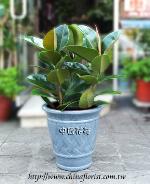 �s��:GP40001_A - �󽦾�