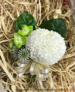 �s��:H00123 - ����ݪ�